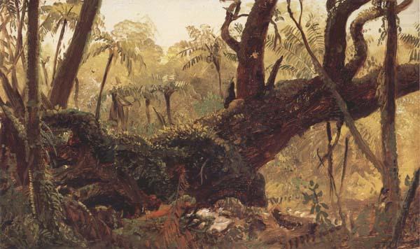 Rain Forest,jamaica,West Indies, Frederic E.Church